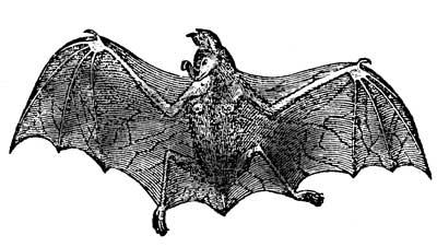 bat