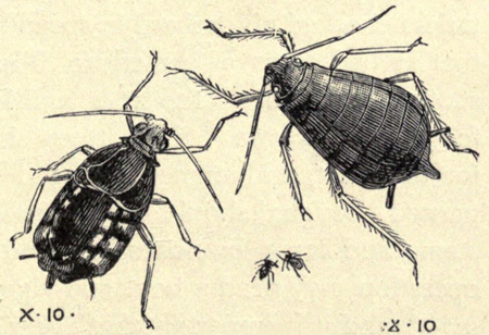 [Illustration: Bean Aphis]