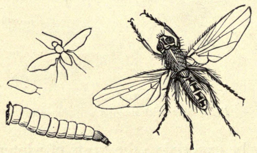 [Illustration: Onion Fly]