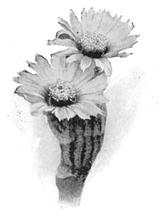 Cereus cæspitosus.