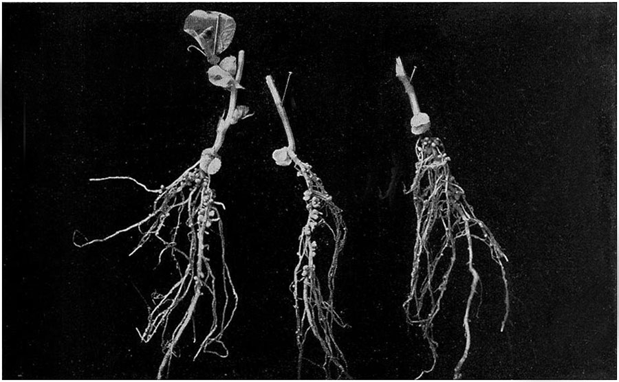 Fig. 35.