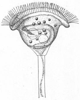 Vorticella patellina