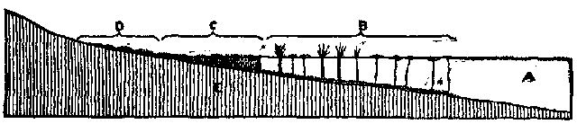 Fig. 17.—Diagram showing beginning of peat bog: A,
lake; B, lilies and rushes; C, lake bog; D, climbing bog.