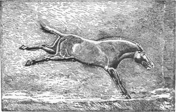 FIG. 7.—WILD ASS. BAS-RELIEF, BRITISH MUSEUM.

(FROM PERROT AND CHIPIEZ.)