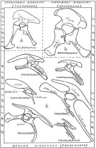 Fig. 9.: Pelves of Dinosaurs illustrating the two chief
types (Saurischia, Ornithischia) and their variations.