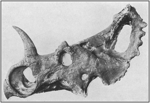 Fig. 39.: Skull of Monoclonius, a horned dinosaur
from the Cretacic (Belly River formation) of Alberta.