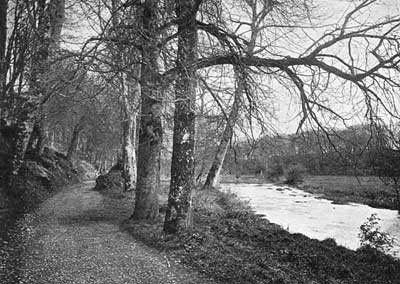 In the Woods at Buttevant