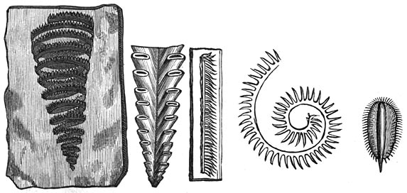 Fig. 73. De oudste dieren. Cambrische periode. Graptolithus turriculatus. Diprion pristis. Monograptus. Bastrites peregrinus. Phyllographtus.