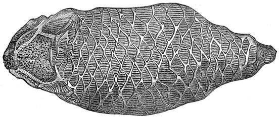 Fig. 127. De eerste visschen. Holoptychus Andersonii.