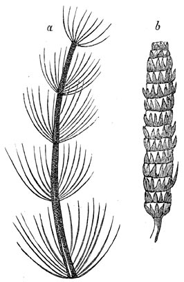 Fig. 141. Oorspronkelijke planten. Calamiten a. Tak. b. Aar.