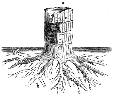 Fig. 170. Wortels van eene sigillaria: stigmaria.