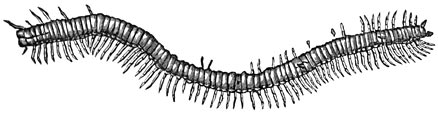 Fig. 179. Fossiele duizendpoot.