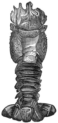 Fig. 203. Schaaldieren uit de triasperiode (Pemphix senerii).