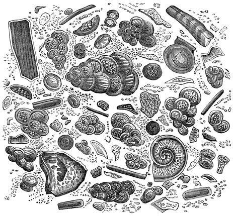 Fig. 251. Stukje krijt, onder den mikroskoop gezien.