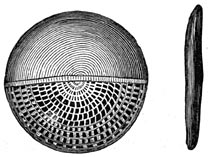 Fig. 252. De nummulieten uit de kalksteen.