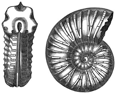 Fig. 261. Ammoniet uit de krijtperiode.