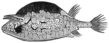 Fig. 277. De visschen der eocene periode. (Ostracion quadricornis).