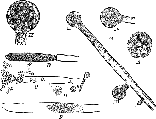 Fig. 36.