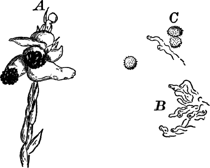 Fig. 38.