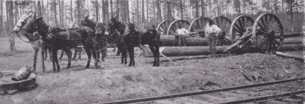 Fig. 24. Hauling Logs by Mules. Oscilla, Georgia.