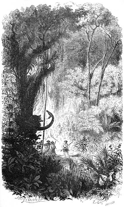 Serpent boa étouffant un sanglier. Page 342.