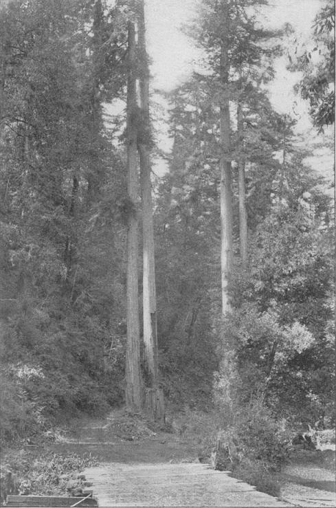 THEY DROVE AWAY TOWARD THE LA HONDA REDWOODS.