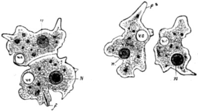 Fission of a Protozoön.