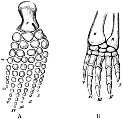 Posterior limb of Baptanodon discus
and anterior limb of Chelydra serpentina.