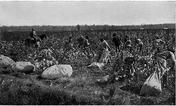 COTTON FIELD ON SOUTHERN PLANTATION.