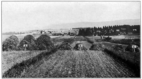 Effect of Excessive Use of Burned Lime Without Manure at
the Pennsylvania Experiment Station