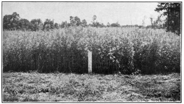 Sweet Clover Thrives When Lime and Manure Are Supplied,
Ohio Experiment Station