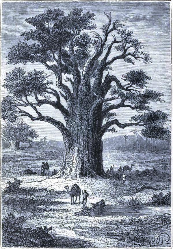 The Baobab