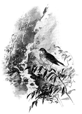 Willow Thrush