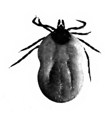 Fig. 14