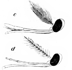 Fig. 73