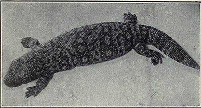 GILA MONSTER