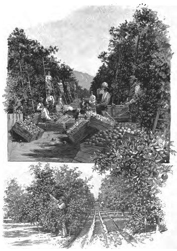 ORANGE CULTURE. Packing Oranges—Navel Orange-tree Six
Years Old—Irrigating an Orange Grove.