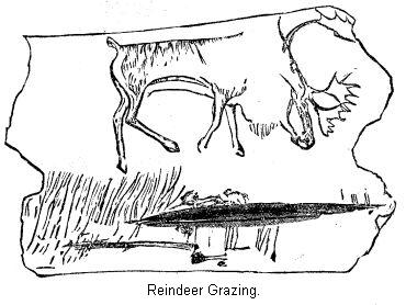 Reindeer Grazing.