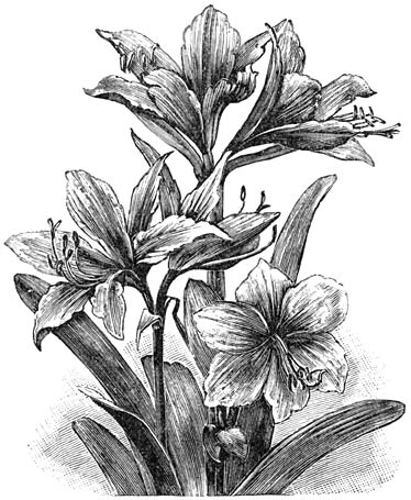 Fig. 111. Hippeastrum.