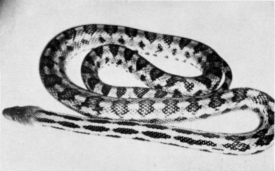 Fig. 2. Pituophis lineaticollis lineaticollis from Dos Aguas, Michoacán,
UMMZ 119567. Approx. 1/3 natural size.