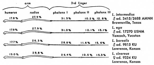 Diagram of bones