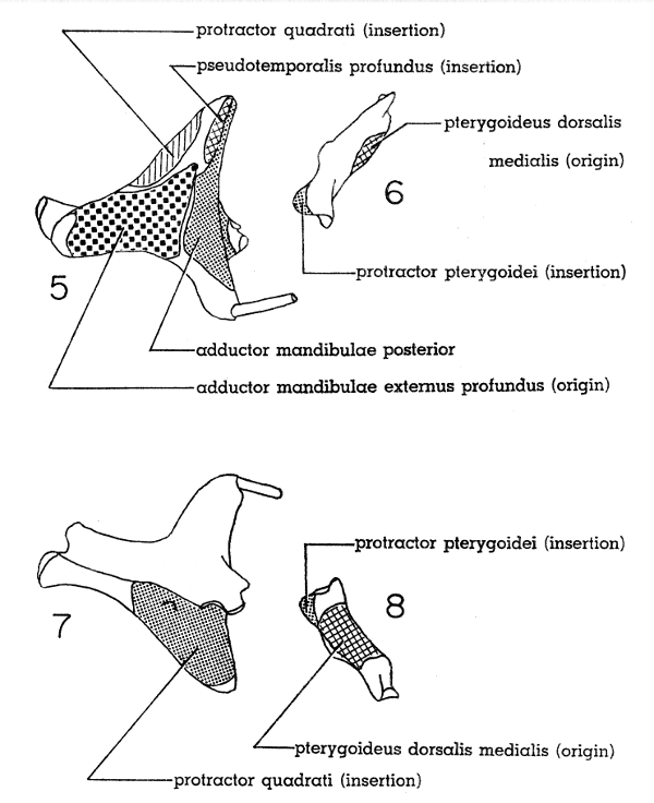 Fig. 5. Dorsal view of right quadrate of Mourning Dove. × 5.

Fig. 6. Dorsal view of right pterygoid of Mourning Dove. × 5.

Fig. 7. Ventral view of right quadrate of Mourning Dove. × 5.

Fig. 8. Ventral view of right pterygoid of Mourning Dove. × 5.