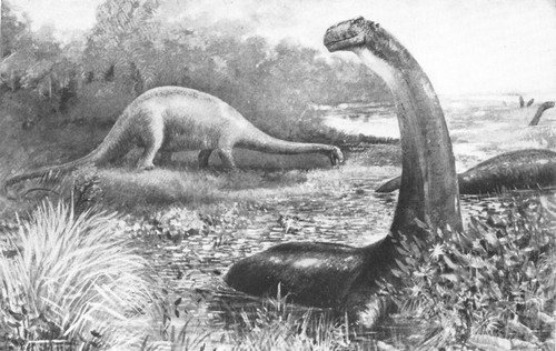 By permission of the American Museum of Natural History

Restoration of an aquatic Dinosaur, Brontosaurus excelsus, from the
Upper Jurassic and Lower Cretaceous of Wyoming. The animal in life was
over 60 feet long