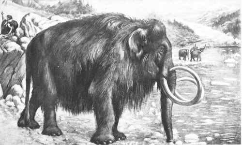 By permission of the American Museum of Natural History

Restoration of a Siberian mammoth, Elephas primogenius, pursued by men
of the old stone age of Europe. Late Pleistocene epoch