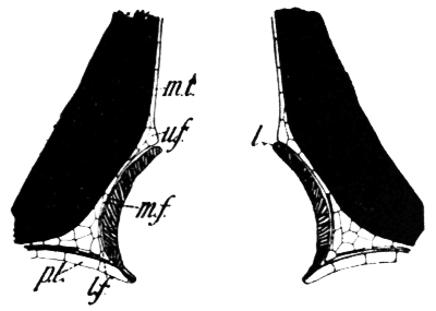 Fig. 24