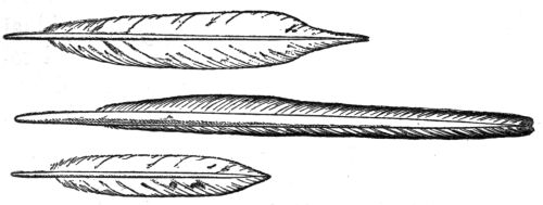 Middle tail feathers of Flicker, Ivory-billed
Woodpecker, and Hairy Woodpecker.