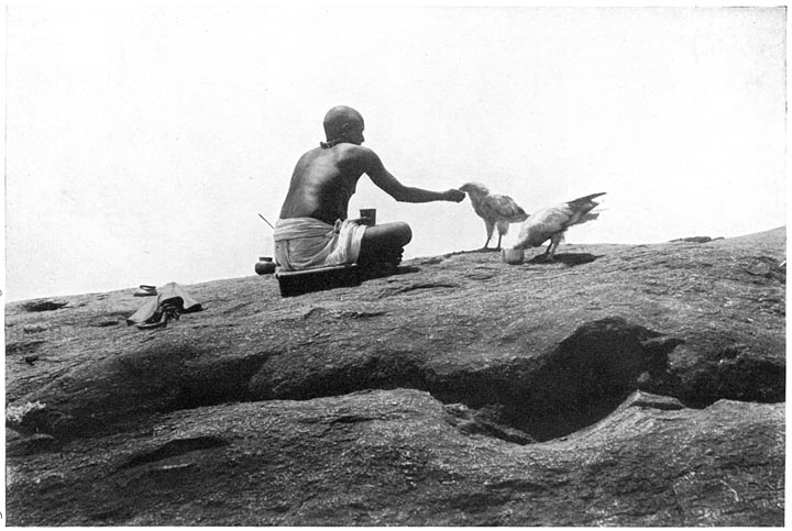 Sacred Vultures, Tirukazhukunram.