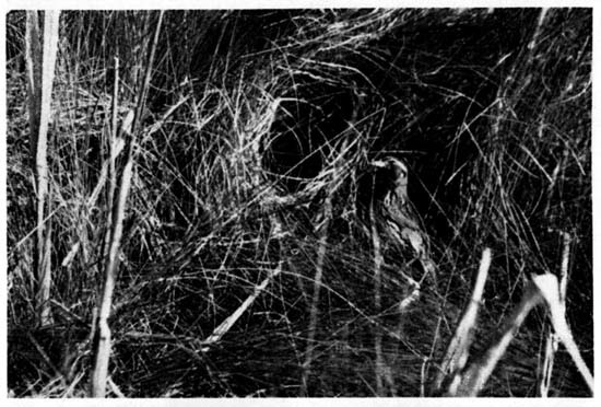 A female Sharp-tailed Sparrow at
the entrance to her nest.