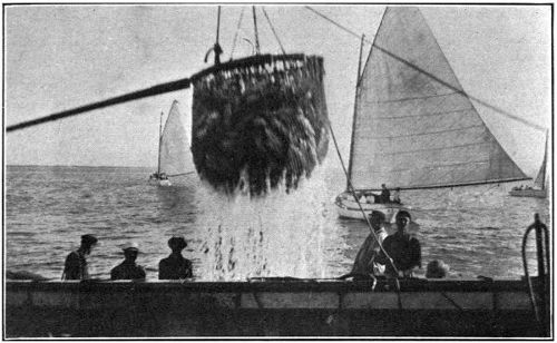 Loading Menhaden with Swinging Basket