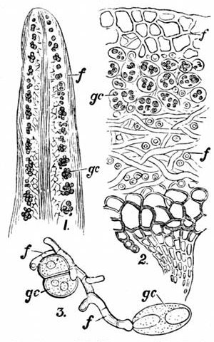 Fig. 30.

Sections of Lichens. (Sachs.)

1, Section of a hairy lichen,
Usnea barbata. 2, Section of a
leafy lichen, Sticta fuliginosa.
3, Early growth of a lichen.
gc, Green cells. f, Fungus.